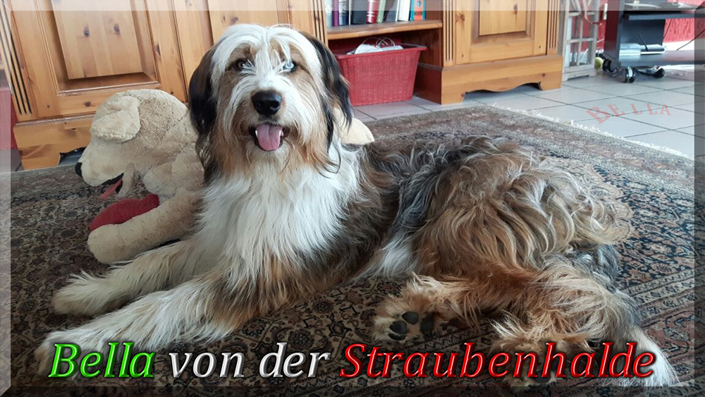 Wäller von der Straubenhalde